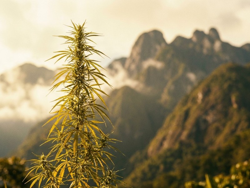 Colombian Gold : histoire, génétique et héritage de la landrace sativa de Santa Marta