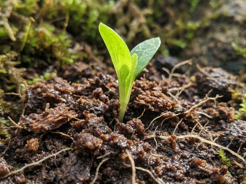 Steinernema feltiae : le nématode auxiliaire star de la lutte biologique