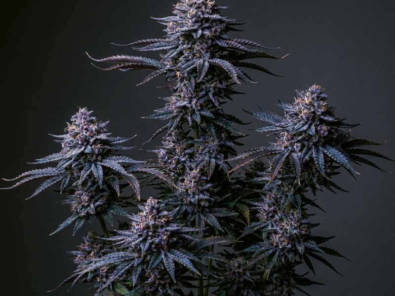 Blue Cheese : histoire, génétique et héritage d'une variété cannabis culte