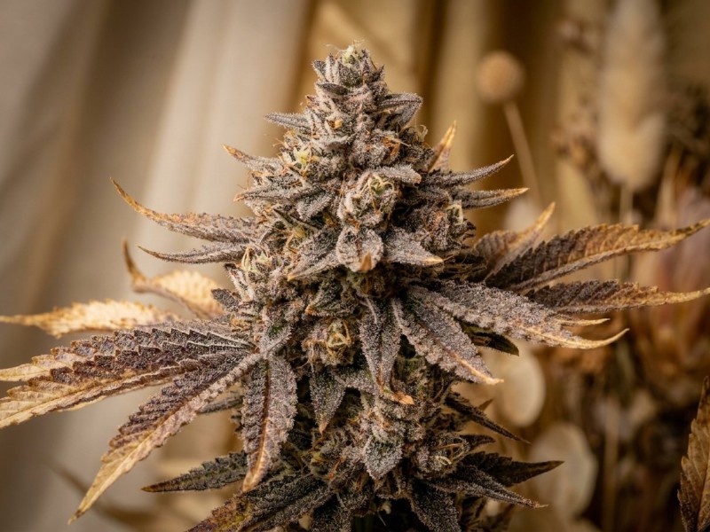 Ice Cream Cake : histoire, génétique et héritage d'une variété dessert culte