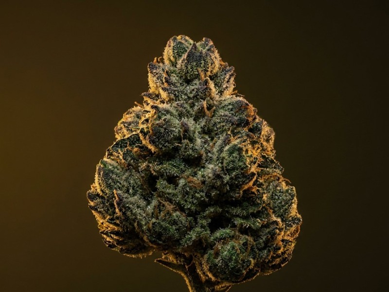 Kush Mints : histoire, genetique et heritage d'un hybride mentholé signé Seed Junky Genetics
