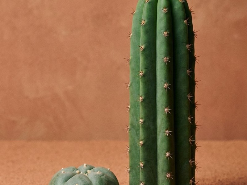 Top 5 des cactus à mescaline : histoire, botanique et statut légal des espèces emblématiques