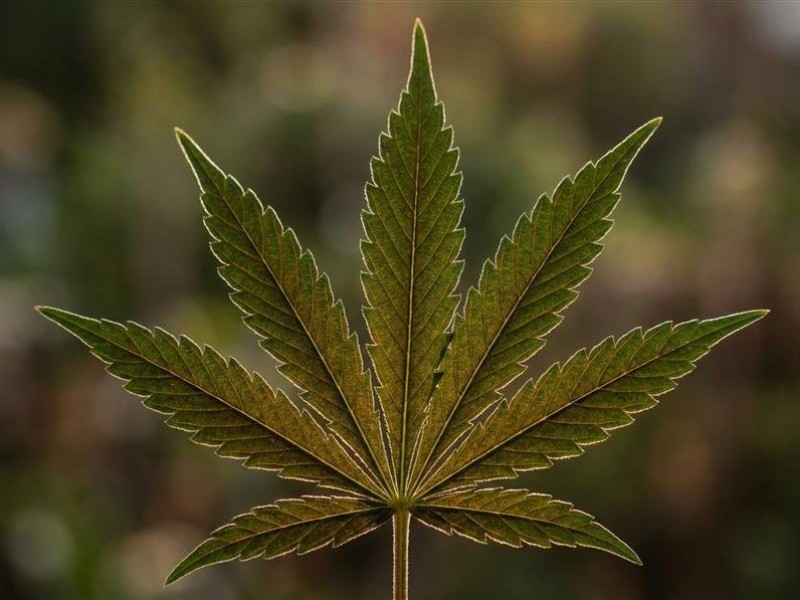 Feuille de Cannabis : Anatomie et Guide | La Boutique 420