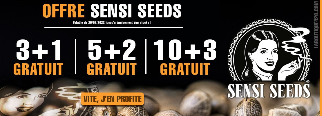 Profitez de graines cadeaux de la banque Sensi Seeds sur La Boutique 420