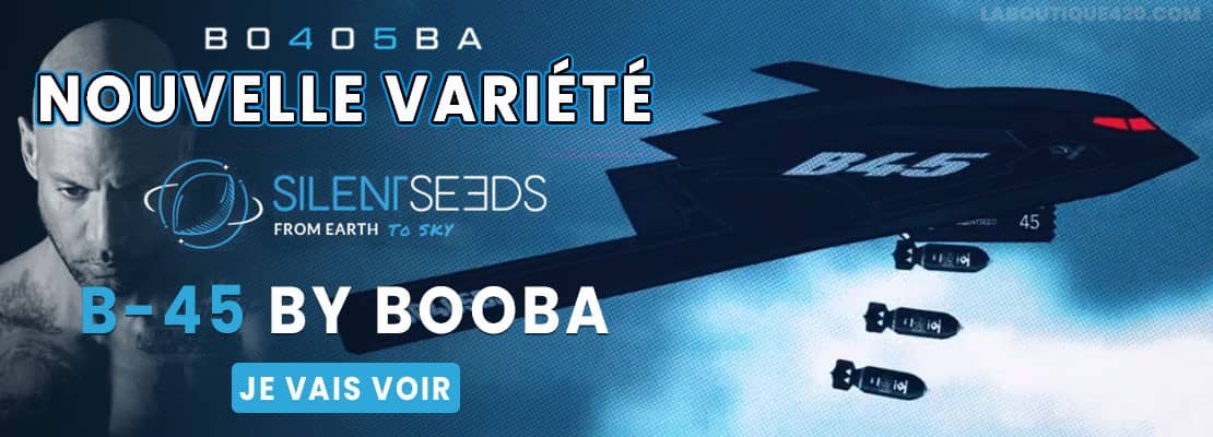 Disponible immédiatement les graines de cannabis Silente seeds au meilleur prix
