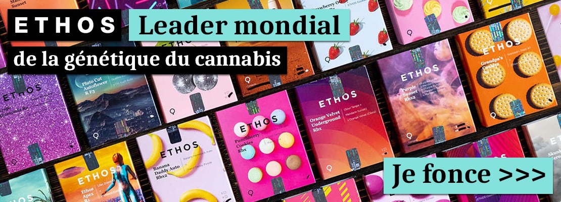 Leader mondial de la graine de cannabis. Ethos genetics