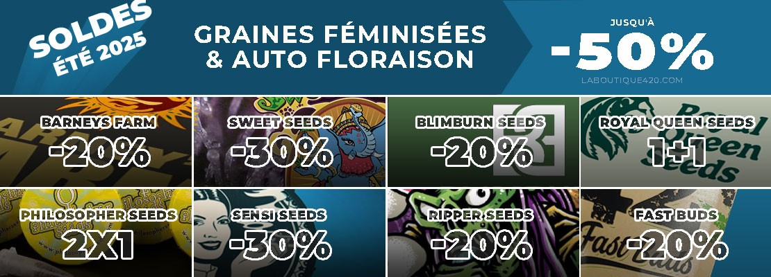 Graines de cannabis pas cher| Soldes été 2025
